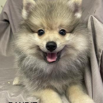 BANDIT spitz disponible Mâle Spitz allemand