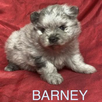 BARNEY.spitz à réserver Mâle Spitz allemand