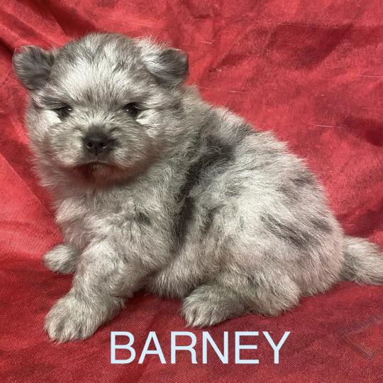 chiot Spitz allemand BARNEY.spitz à réserver Domaine de la Chantelaie  