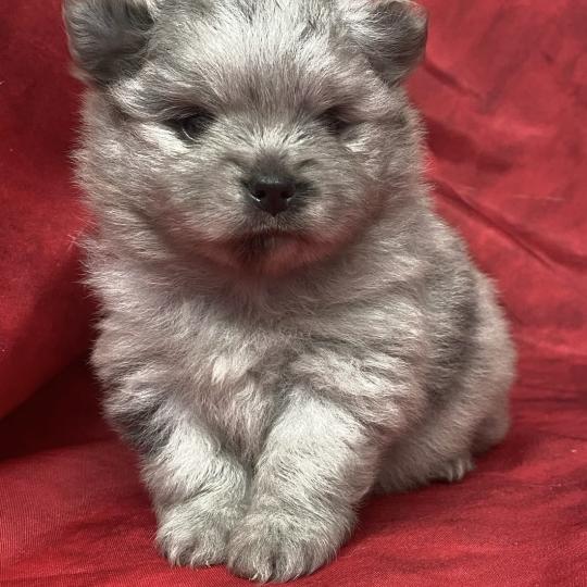 chiot Spitz allemand BARNEY.spitz à réserver Domaine de la Chantelaie  