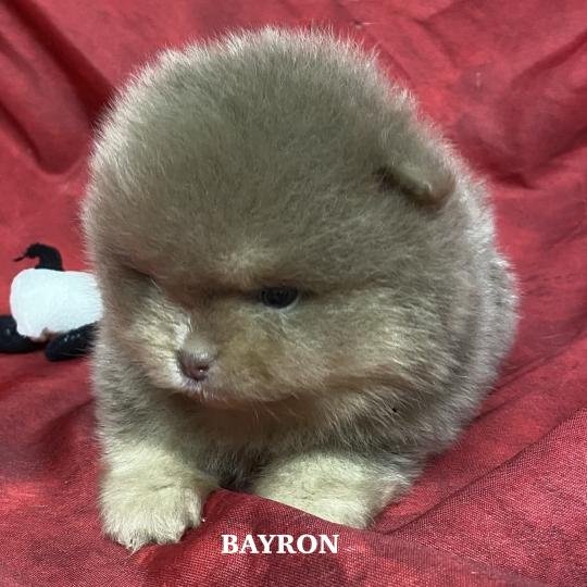 chiot Spitz allemand BAYRON spitz nain Poméranian à réserver Domaine de la Chantelaie  