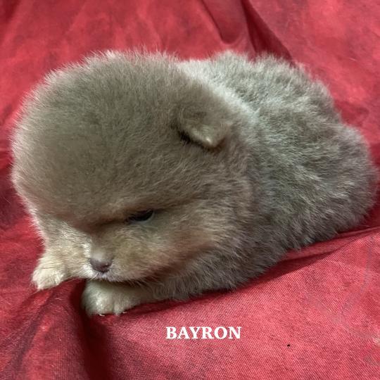 chiot Spitz allemand BAYRON spitz nain Poméranian à réserver Domaine de la Chantelaie  