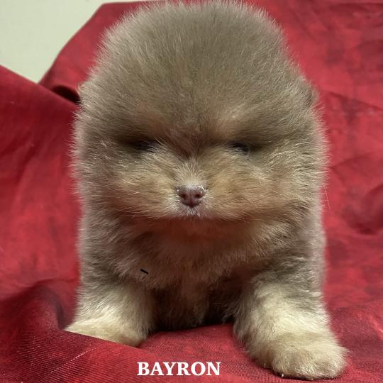 chiot Spitz allemand BAYRON spitz nain Poméranian à réserver Domaine de la Chantelaie  