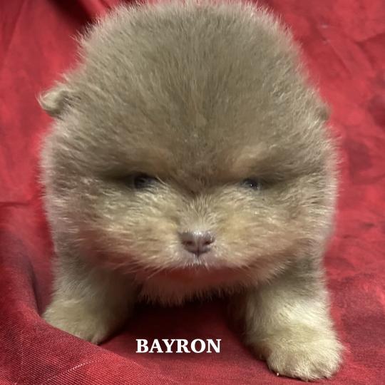 chiot Spitz allemand BAYRON spitz nain Poméranian à réserver Domaine de la Chantelaie  