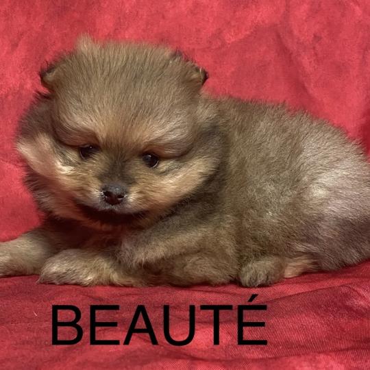 chiot Spitz allemand BEAUTÉ spitz à réserver Domaine de la Chantelaie  