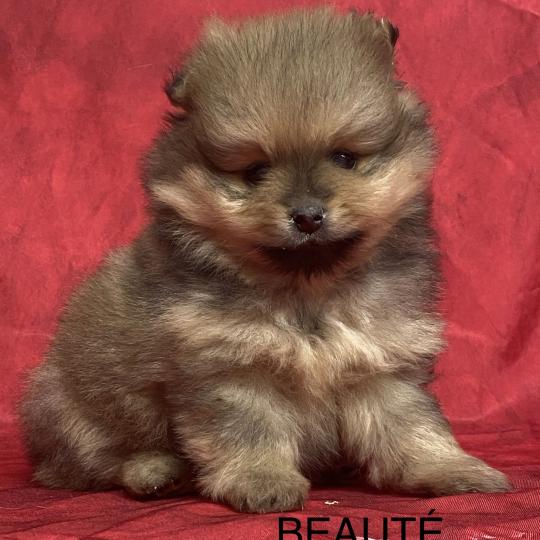 chiot Spitz allemand BEAUTÉ spitz à réserver Domaine de la Chantelaie  