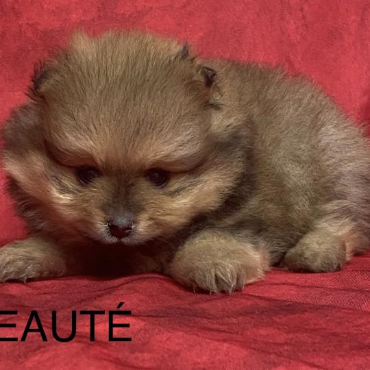 chiot Spitz allemand BEAUTÉ spitz à réserver Domaine de la Chantelaie  