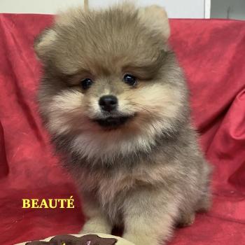 BEAUTÉ spitz DISPONIBLE Femelle Spitz allemand