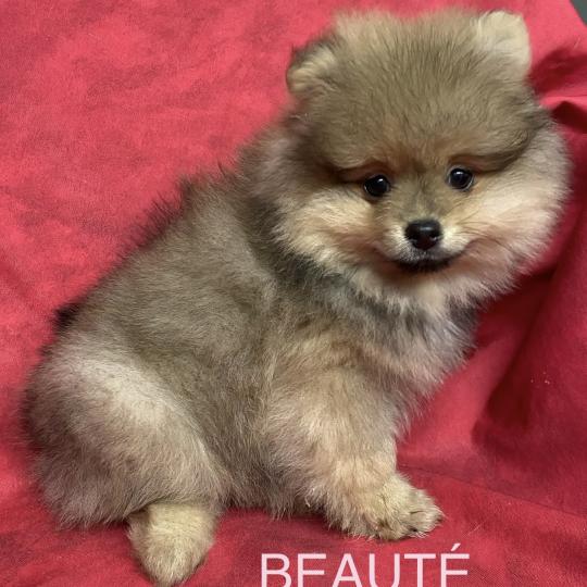 chiot Spitz allemand BEAUTÉ spitz DISPONIBLE Domaine de la Chantelaie  