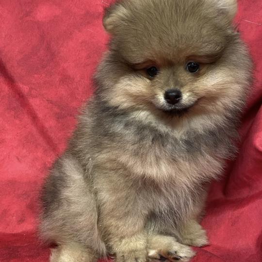 chiot Spitz allemand BEAUTÉ spitz DISPONIBLE Domaine de la Chantelaie  