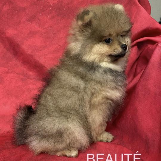 chiot Spitz allemand BEAUTÉ spitz DISPONIBLE Domaine de la Chantelaie  