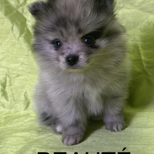 chiot Spitz allemand BEAUTÉ spitz naine disponible Domaine de la Chantelaie  