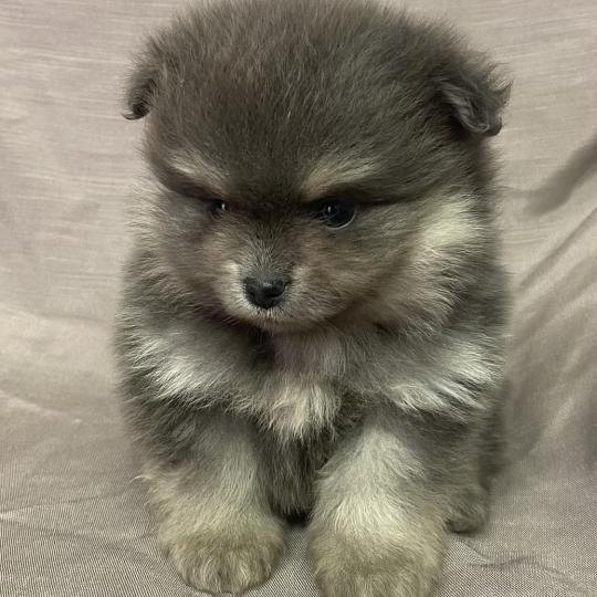 chiot Spitz allemand BELLE spitz naine disponible Domaine de la Chantelaie  