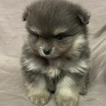 BELLE spitz naine disponible Femelle Spitz allemand