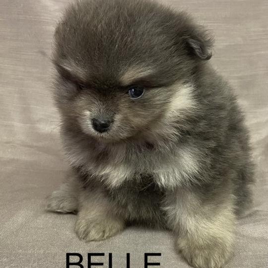 chiot Spitz allemand BELLE spitz naine disponible Domaine de la Chantelaie  