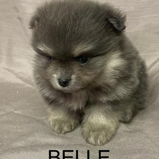 chiot Spitz allemand BELLE spitz naine disponible Domaine de la Chantelaie  