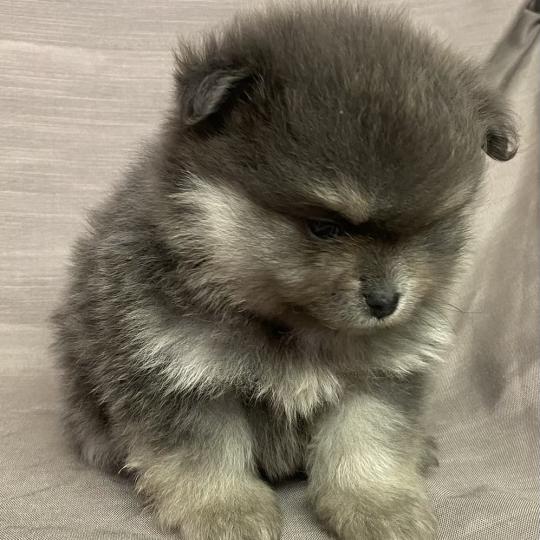 chiot Spitz allemand BELLE spitz naine disponible Domaine de la Chantelaie  