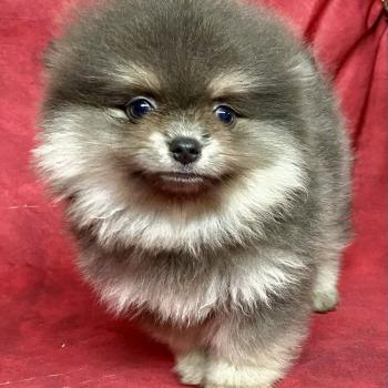 BELLE spitz naine disponible Femelle Spitz allemand