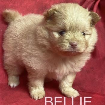BELLIE spitz à réserver Femelle Spitz allemand