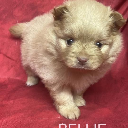 chiot Spitz allemand BELLIE spitz à réserver Domaine de la Chantelaie  