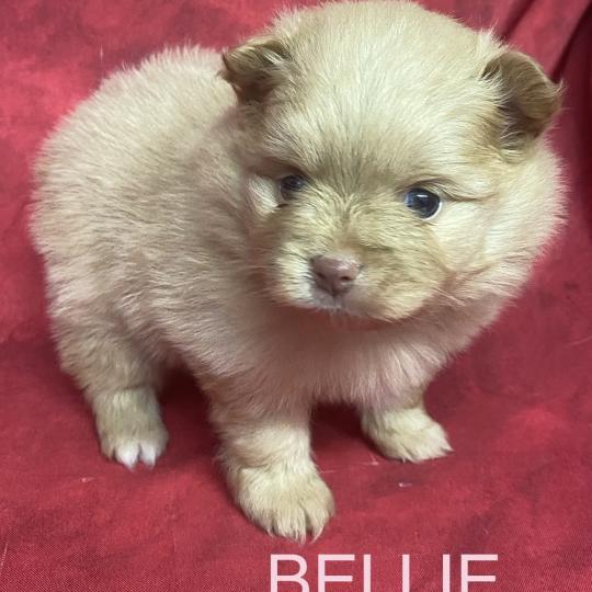 chiot Spitz allemand BELLIE spitz à réserver Domaine de la Chantelaie  