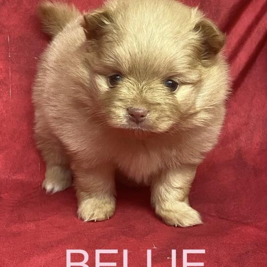 chiot Spitz allemand BELLIE spitz à réserver Domaine de la Chantelaie  