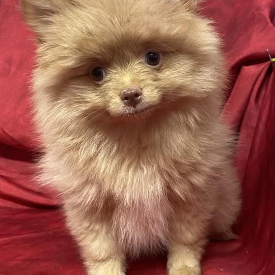 chiot Spitz allemand BELLIE spitz disponible Domaine de la Chantelaie  