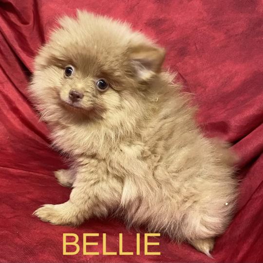 chiot Spitz allemand BELLIE spitz disponible Domaine de la Chantelaie  