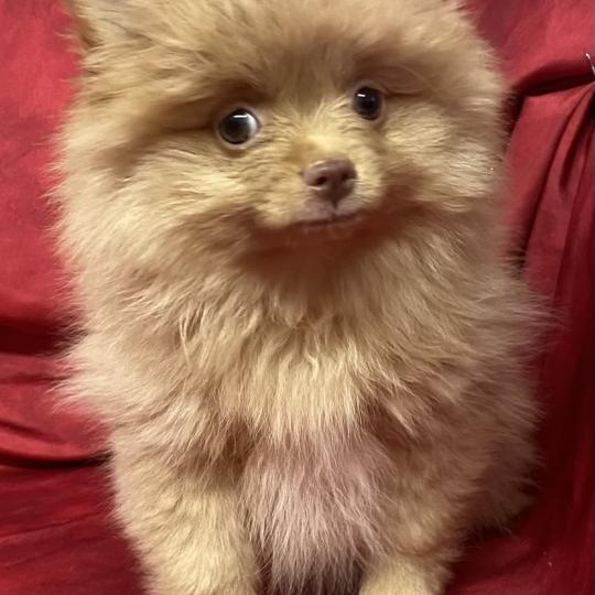 chiot Spitz allemand BELLIE spitz disponible Domaine de la Chantelaie  