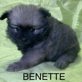 BENETTE spitz disponible Femelle Spitz allemand