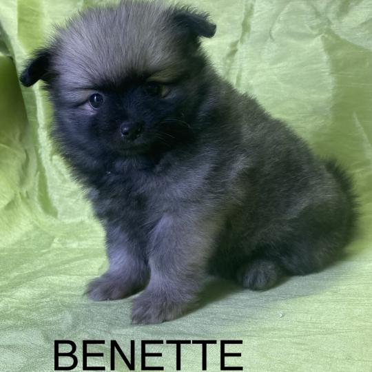chiot Spitz allemand BENETTE spitz disponible Domaine de la Chantelaie  