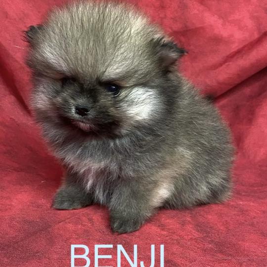 chiot Spitz allemand BENJI spitz nain typé Poméranian à réserver Domaine de la Chantelaie  