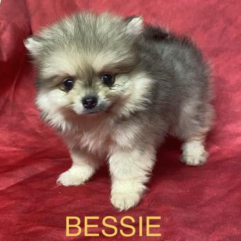BESSIE spitz disponible Femelle Spitz allemand