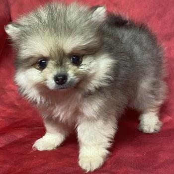 BOHÈME spitz naine disponible Femelle Spitz allemand