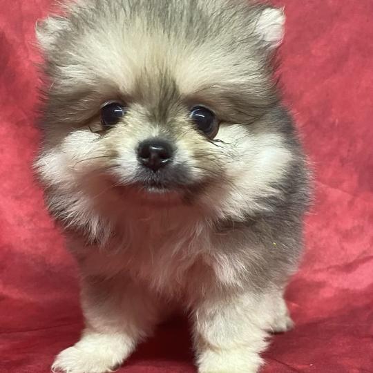 chiot Spitz allemand BESSIE spitz disponible Domaine de la Chantelaie  