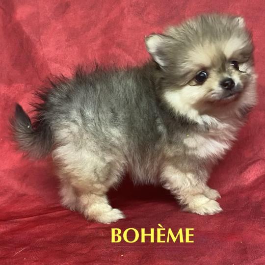 chiot Spitz allemand BESSIE spitz disponible Domaine de la Chantelaie  