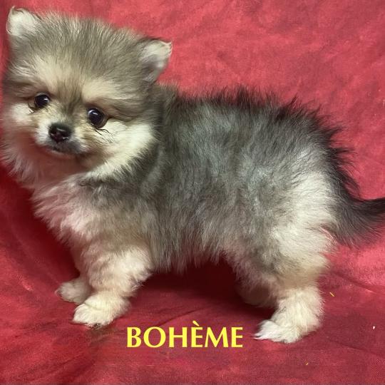 chiot Spitz allemand BESSIE spitz disponible Domaine de la Chantelaie  