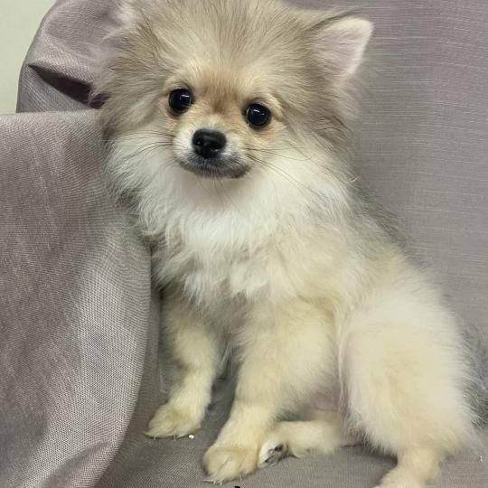 chiot Spitz allemand BOHÈME spitz naine disponible Domaine de la Chantelaie  