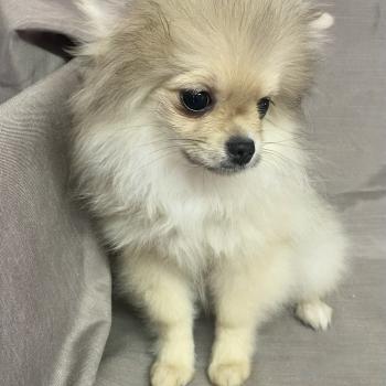 BOHÈME spitz naine disponible Femelle Spitz allemand