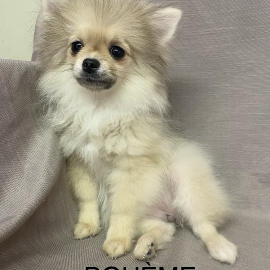 chiot Spitz allemand BOHÈME spitz naine disponible Domaine de la Chantelaie  