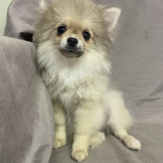 chiot Spitz allemand BOHÈME spitz naine disponible Domaine de la Chantelaie  