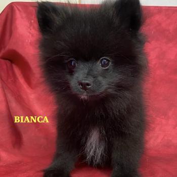 BIANCA spitz nain DISPONIBLE Femelle Spitz allemand