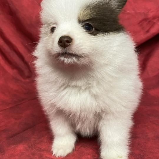 chiot Spitz allemand BIBIE spitz naine à réserver Domaine de la Chantelaie  