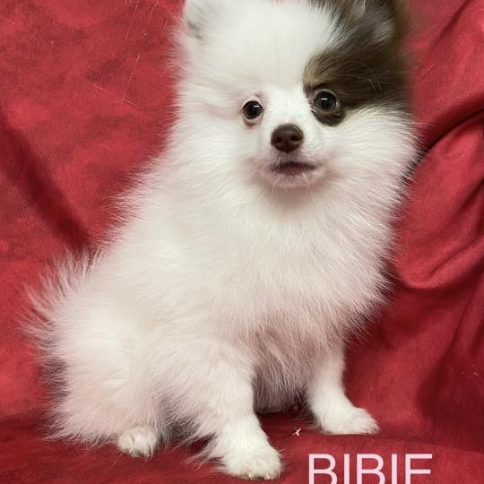 chiot Spitz allemand BIBIE spitz naine DISPONIBLE Domaine de la Chantelaie  