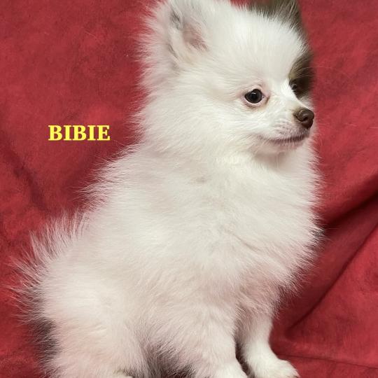 chiot Spitz allemand BIBIE spitz naine DISPONIBLE Domaine de la Chantelaie  