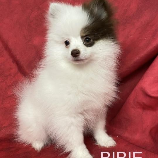 chiot Spitz allemand BIBIE spitz naine DISPONIBLE Domaine de la Chantelaie  