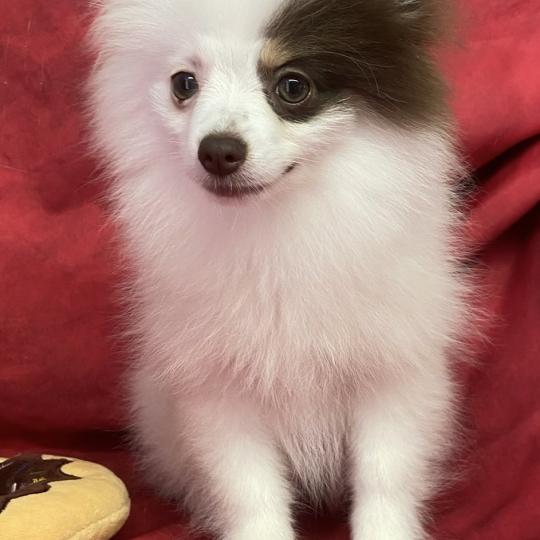chiot Spitz allemand BIBIE spitz naine DISPONIBLE Domaine de la Chantelaie  