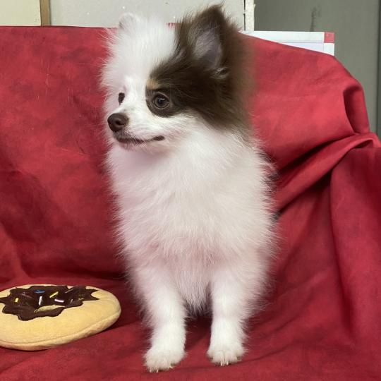 chiot Spitz allemand BIBIE spitz naine DISPONIBLE Domaine de la Chantelaie  