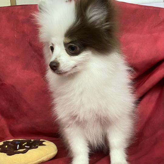 chiot Spitz allemand BIBIE spitz naine DISPONIBLE Domaine de la Chantelaie  