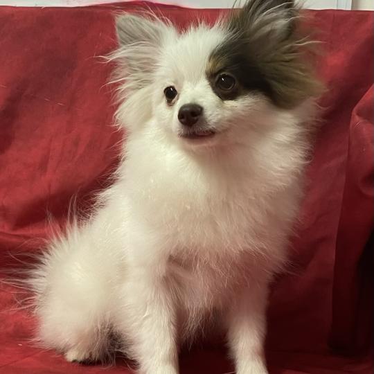 chiot Spitz allemand BIBIE spitz naine DISPONIBLE Domaine de la Chantelaie  
